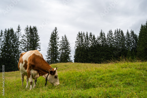Mountain cows grazing on an alpine pasture in the Austtria in summer.