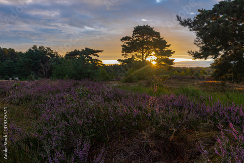 A sunrise at the National park Brunssumerheide in het Netherlands  which is in a warm purple bloom during the month of August.
