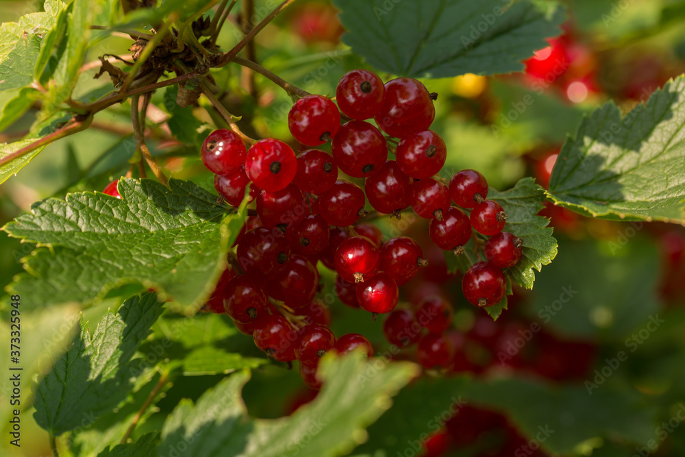 Berries of red currants on the bushes on a summer sunny day close-up. Selective focus. Berries of red currants on the bushes on a summer sunny day close-up. Selective focus.