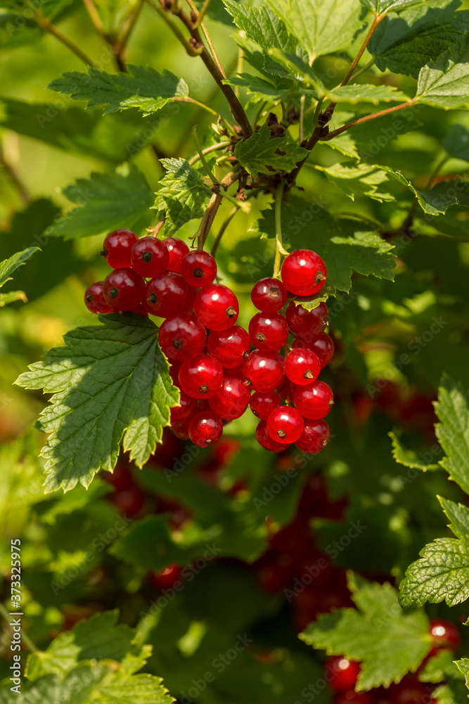 Berries of red currants on the bushes on a summer sunny day close-up. Selective focus.