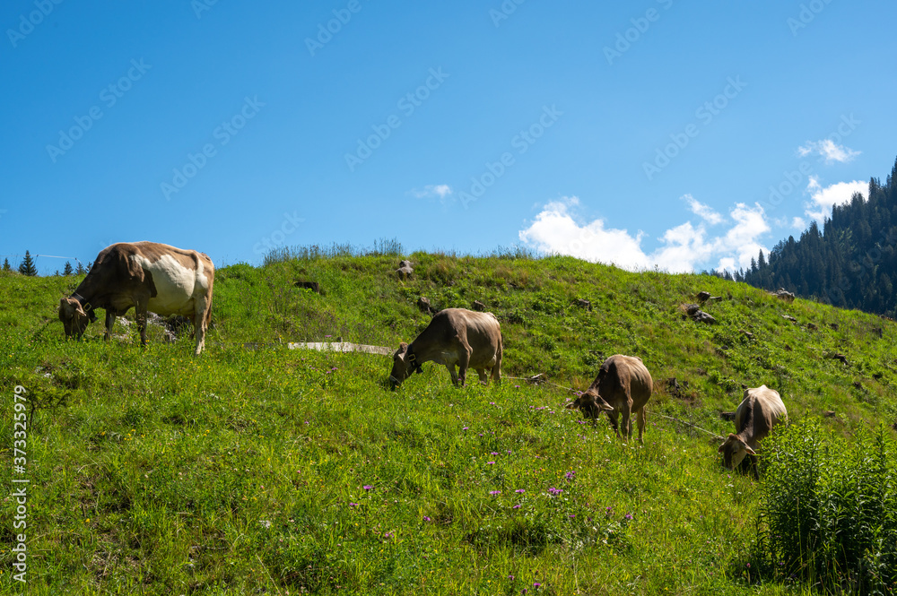 Mountain cows grazing on an alpine pasture in the Austtria in summer. Mountain cows grazing on an alpine pasture in the Austtria in summer.