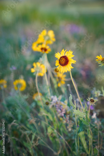 yellow flowers in the field © Heather