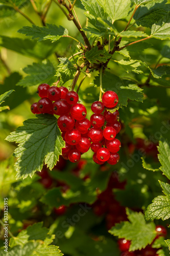 Berries of red currants on the bushes on a summer sunny day close-up. Selective focus.