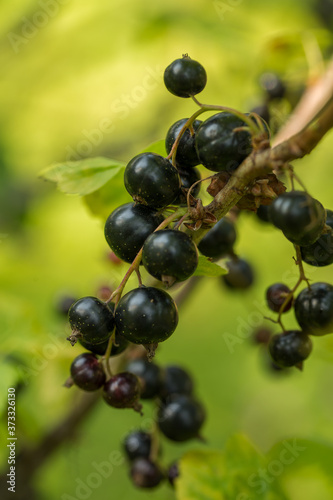 Berries of black currant on the bushes on a summer sunny day close up. Selective focus.