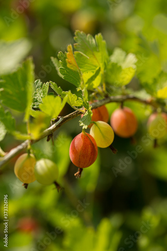 Ripe gooseberry on the bushes on a summer sunny day. Selective focus, close-up.