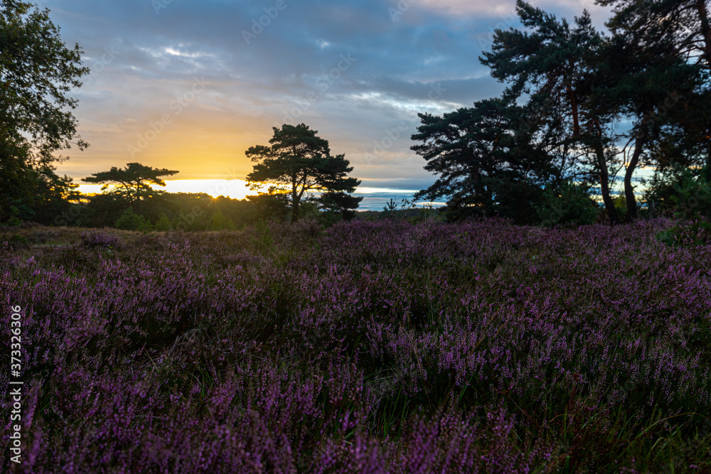 A sunrise at the National park Brunssumerheide in het Netherlands, which is in a warm purple bloom during the month of August.