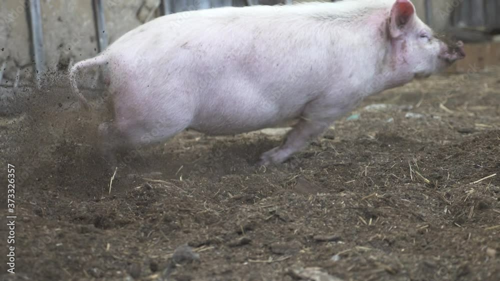 Funny, curious domestic pigs run around in the barnyard, digging manure with their nose, looking for food. Family business, agricultural farm. Funny, curious domestic pigs run around in the barnyard, digging manure with their nose, looking for food. Family business, agricultural farm.