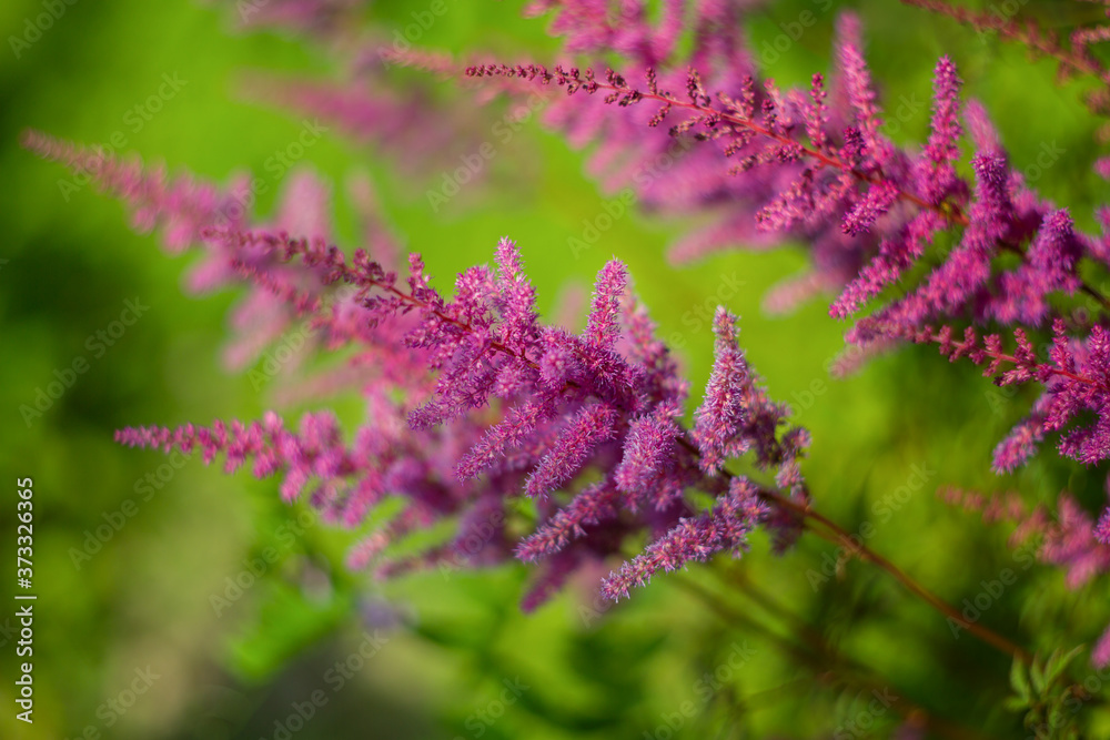 Astilbe pink, purple summer day. Selective soft focus, blurred background. Astilbe pink, purple summer day. Selective soft focus, blurred background.