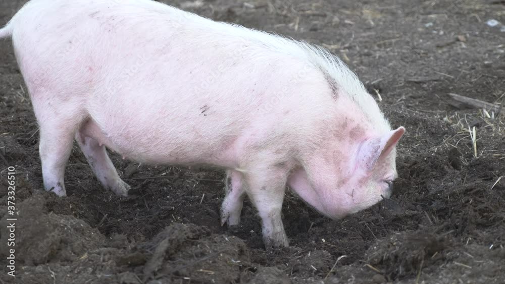 Funny, curious domestic pigs run around in the barnyard, digging manure with their nose, looking for food. Family business, agricultural farm. Funny, curious domestic pigs run around in the barnyard, digging manure with their nose, looking for food. Family business, agricultural farm.