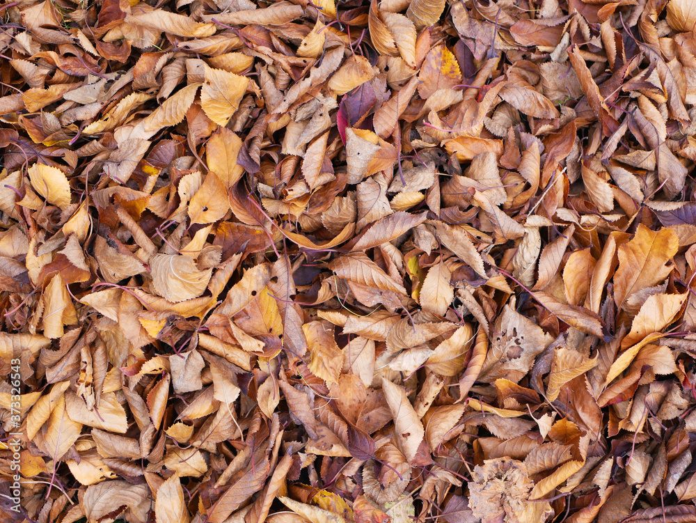 background of autumn yellow foliage