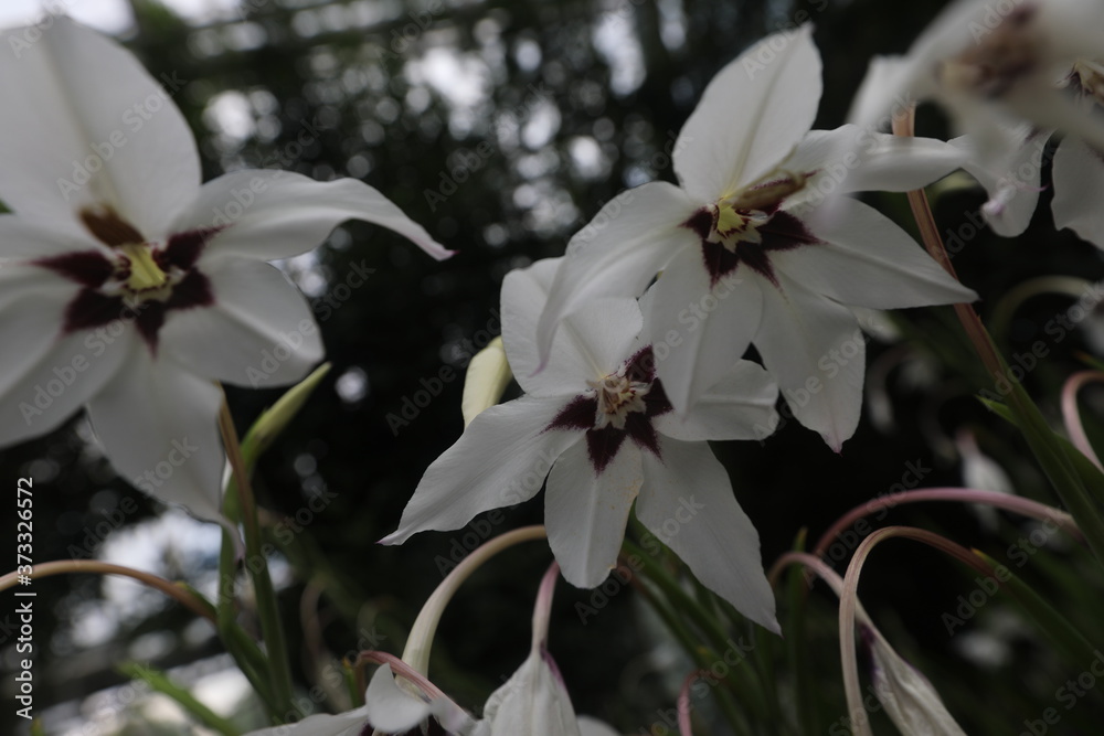 Obraz premium white magnolia flowers