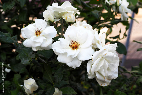 many white rose buds on a summer day among green leaves . white roses in the garden macro