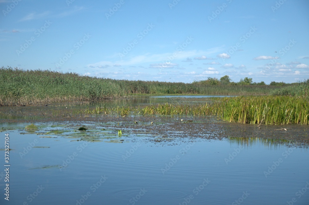 Panorama of the river and the banks with reeds in the water