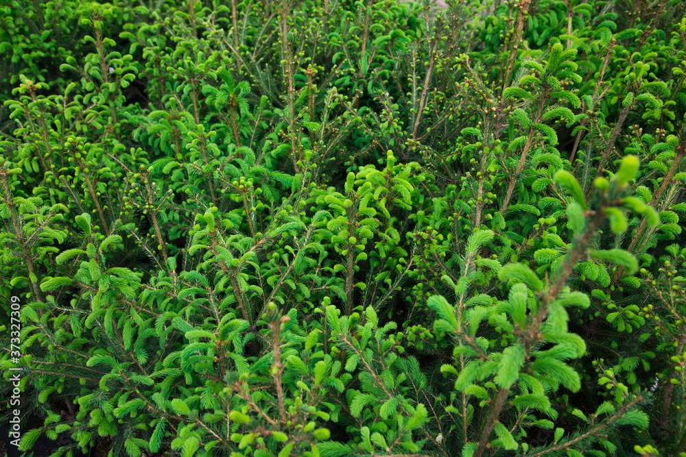 Saplings coniferous trees in pots in plant nursery Saplings coniferous trees in pots in plant nursery
