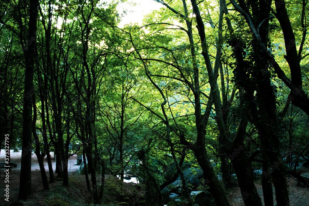 Fototapeta premium sunset in the woods