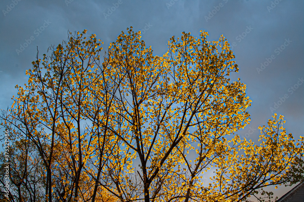 Golden Trees against Stormy Sky Golden Trees against Stormy Sky