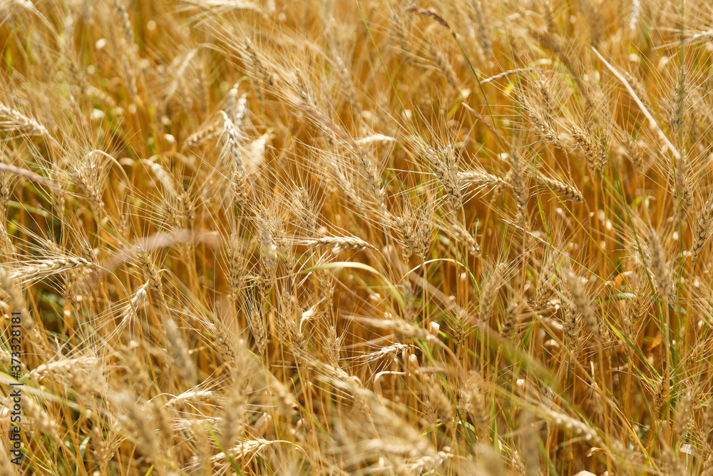 Fototapeta premium background of golden rye field