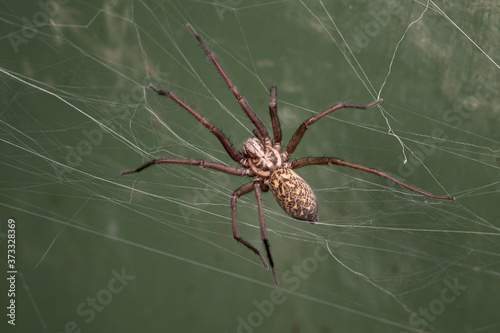 a giant house spider 