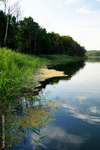 Fototapeta Naklejka Na Ścianę i Meble -  the shore of the lake overgrown with reeds and green algae