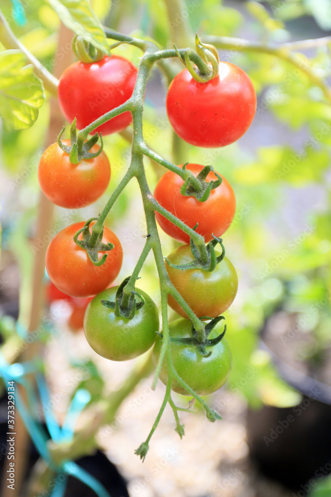 grown your own tomatoes