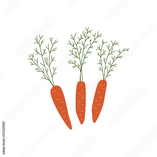 Three carrots with green leaves isolated, organic harvest vector