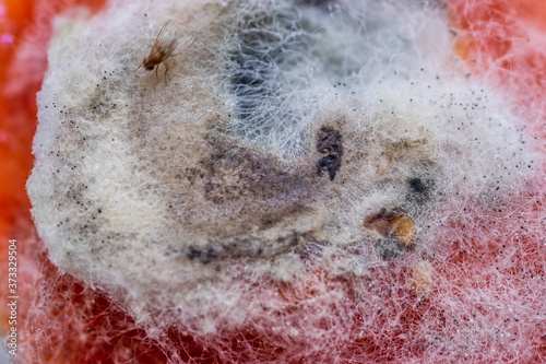 tomato covered with green-yellow mould and filamentous  © Игорь Соловьев