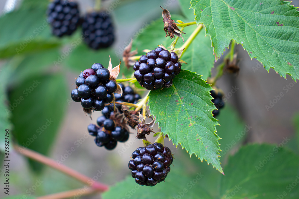 Close up view of fresh ripe blackberry in the garden. Sunny summer day. Close up view of fresh ripe blackberry in the garden. Sunny summer day.