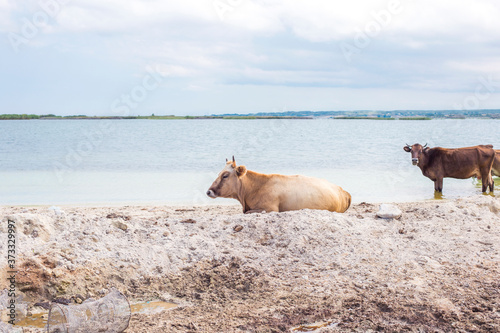 Cow lying on the grass with a lake in the background © Vahagn