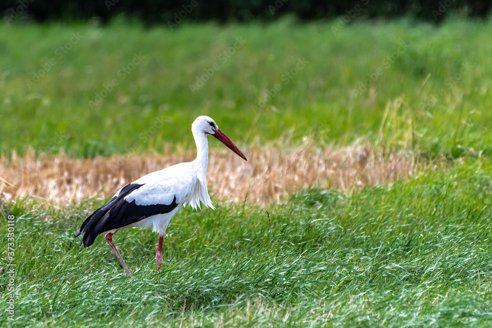 White Storks (Ciconia ciconia) in the Fields, Germany White Storks (Ciconia ciconia) in the Fields, Germany