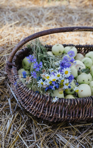 Wicker basket with apples and bouquet of wild flowers on background of hay. Cornflowers and chamomiles. Belarussian nature. 