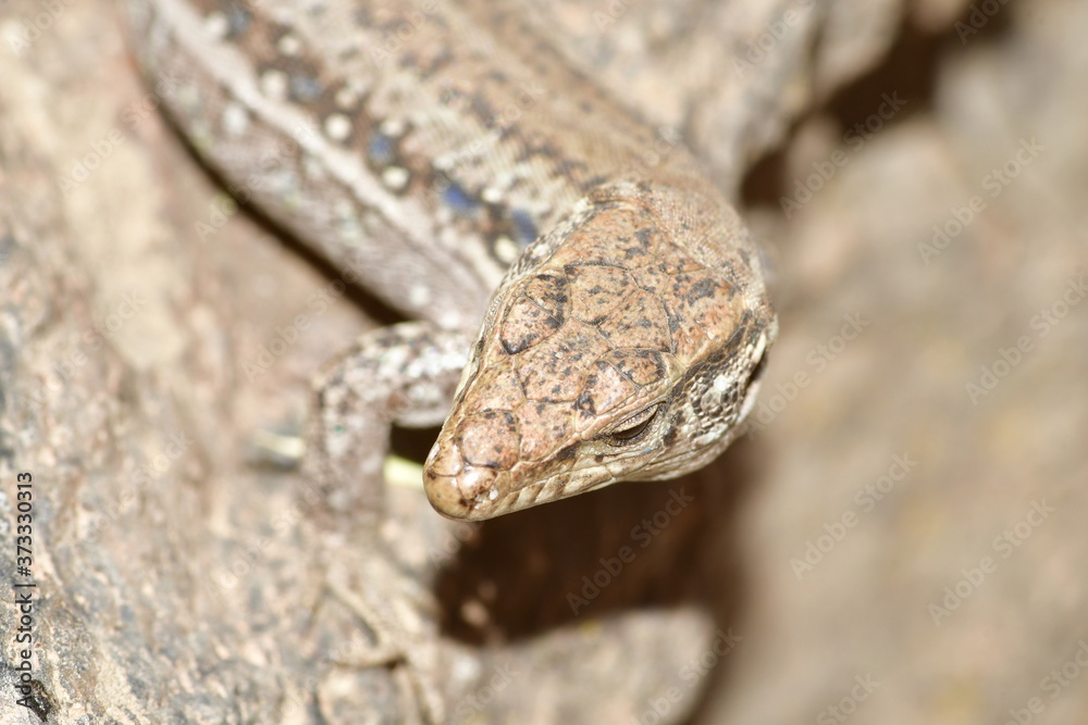 LAGARTO LAGARTO