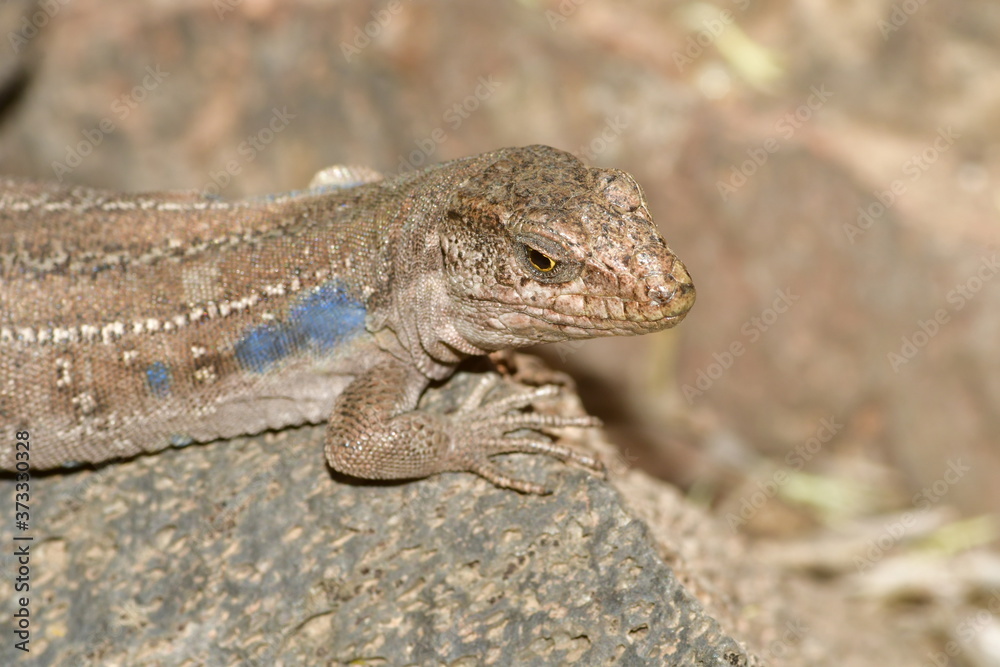 Naklejka premium LAGARTO