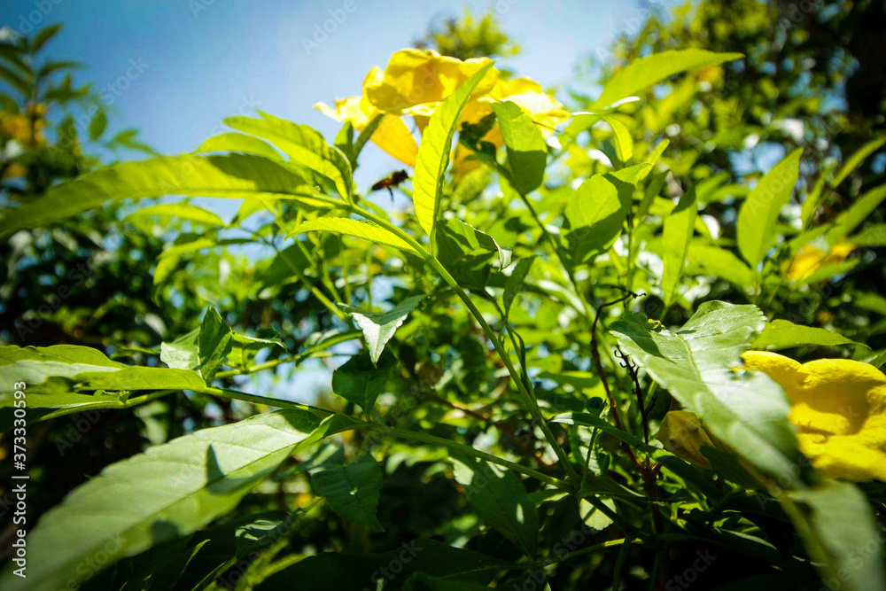 green leaves and blue sky green leaves and blue sky