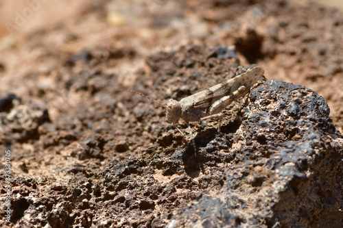 SALTAMONTES 