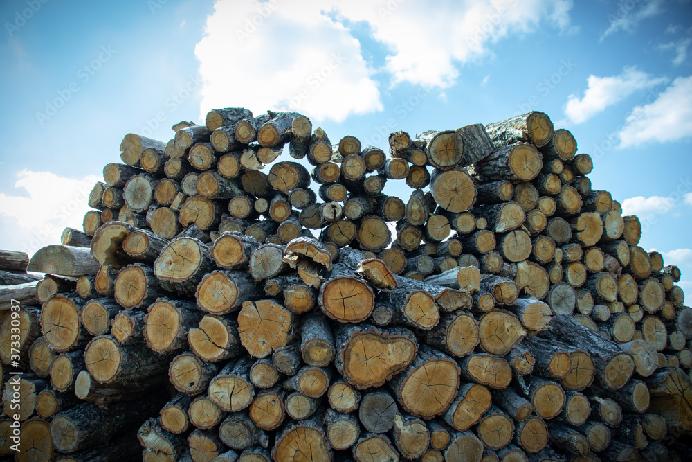 Wall of stacked wooden logs with a blue sky background. Sunny summer day.