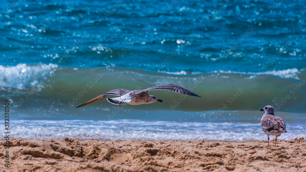 Fototapeta premium flying seagull over sandy beach and sea level