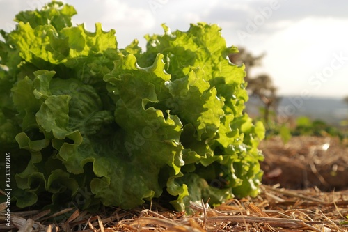 Fresh green lettuce planted in soil covered with dry straw and blurred background