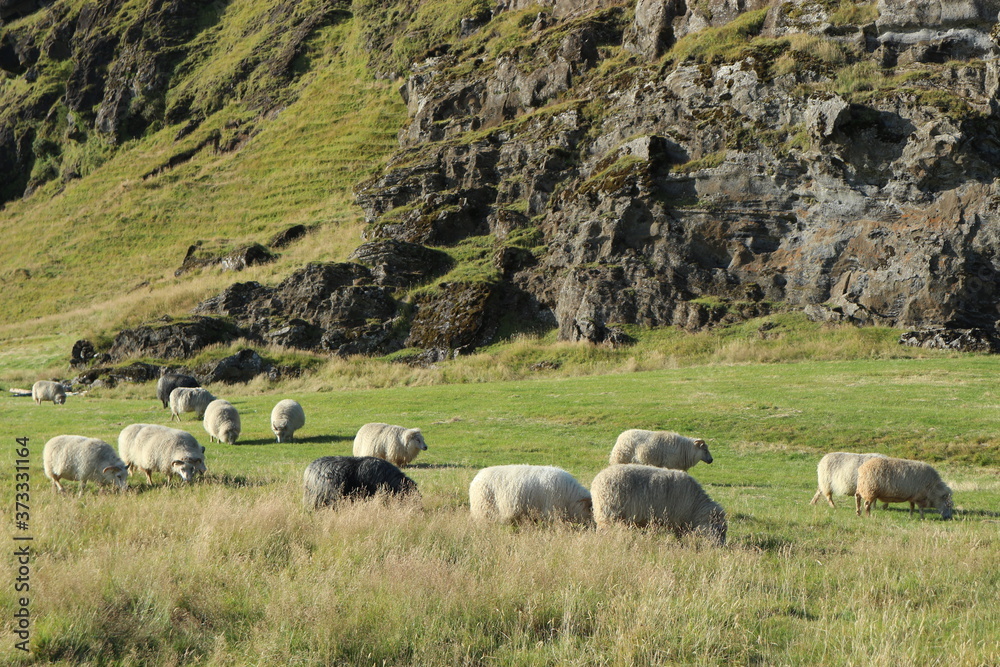 Obraz premium Icelandic sheep grazing on green grass with mountain and rocks in the background