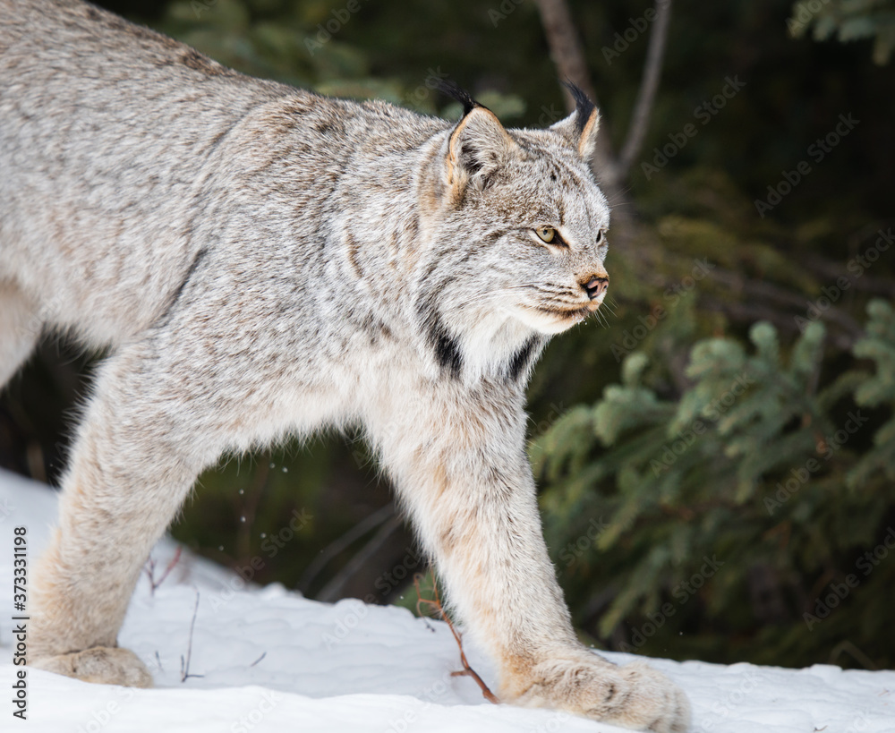 Obraz premium Ryś kanadyjski na wolności