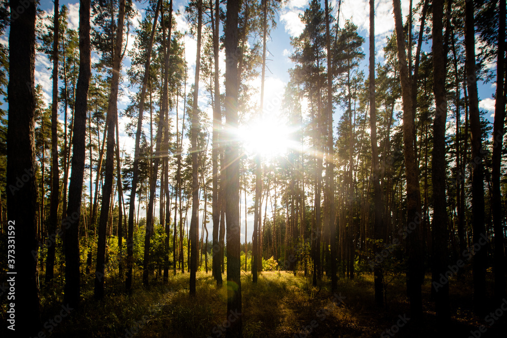 Obraz premium Pine forest and summer sun. Natural landscape. High quality photo