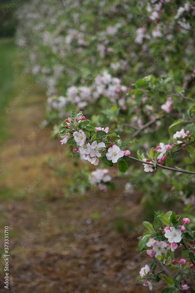 Kwitnąca jabłoń - obrazy, fototapety, plakaty 