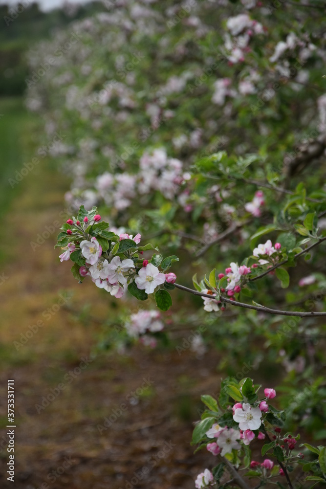 Kwitnąca jabłoń - obrazy, fototapety, plakaty 