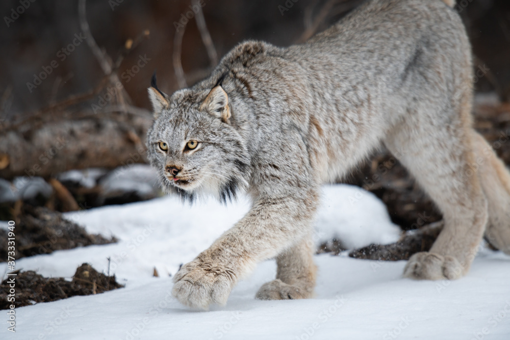 Canadian lynx in the wild Canadian lynx in the wild