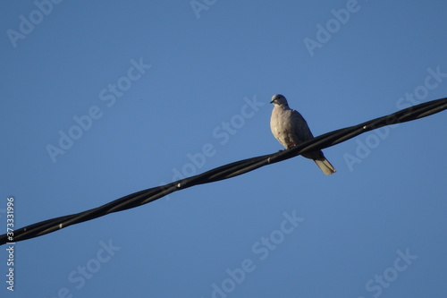 Collared Dove on Wire with Blue Sky