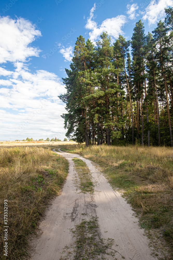 Rural road and pine forest. Natural landscape. High quality photo