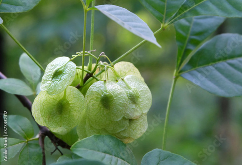 Ripening seeds of Ptelea trifoliata tree, Hop tree, Wafer ash, Stinking ash on a branch, macro photography, selective focus, blurry background.