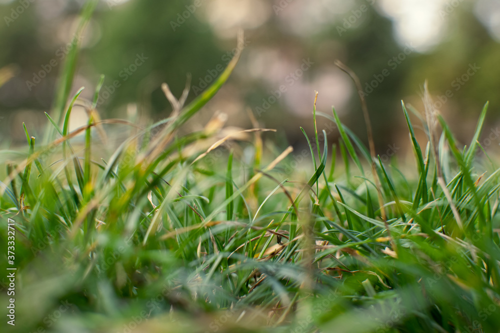 Autumn/summer and nature background concept, Closeup green grass field with blurred background Autumn/summer and nature background concept, Closeup green grass field with blurred background