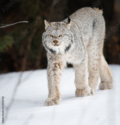 Canvas Print Canadian lynx in the wild