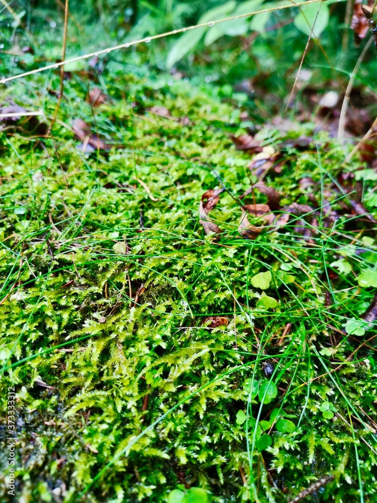 wet moss in the forest on a rainy day. high quality photo! wet moss in the forest on a rainy day. high quality photo!