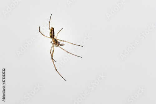 Spider with prey after a successful hunt on a white background.